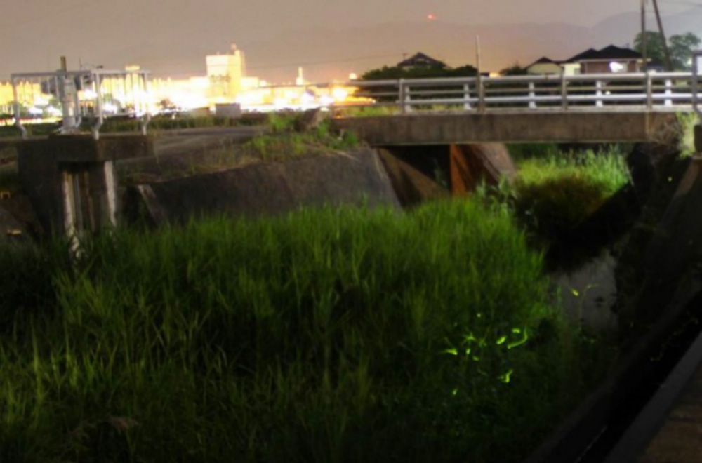 “北鼻川”流域飛舞的螢火蟲（左上角是遠處的日本半導體株式會社大分工廠）